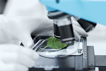 Image showing close up of hand with microscope and green leaf