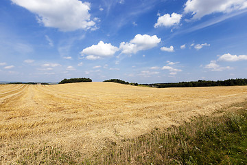 Image showing harvesting cereals.  field 