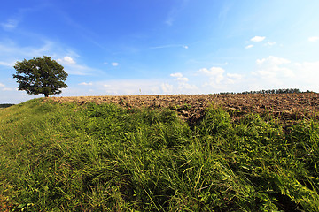 Image showing tree in the field  