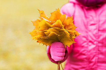 Image showing close up of girl with maple leaves bunch outdoors