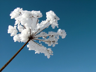 Image showing Plants whit frost 1