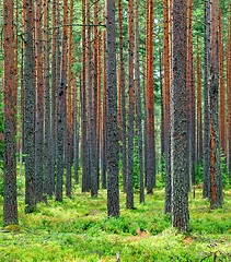 Image showing Fresh Green Pine Forest Backdrop