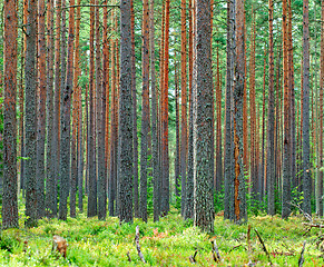 Image showing Fresh Green Pine Forest Backdrop