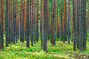 Image showing Fresh Green Pine Forest Backdrop