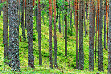 Image showing Fresh Green Pine Forest Backdrop