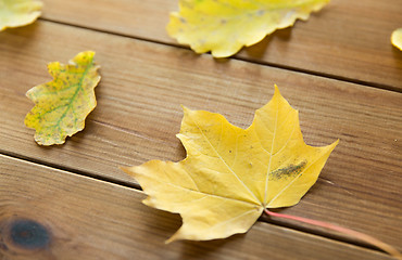 Image showing close up of many different fallen autumn leaves