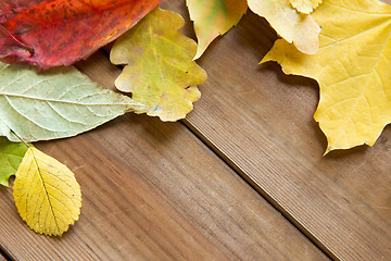 Image showing close up of many different fallen autumn leaves