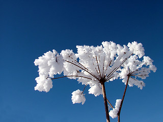 Image showing Plants whit frost 4