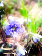 Image showing Violet flower, dream tone