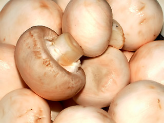 Image showing mushrooms