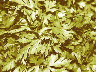 Image showing Retro looking Parsley picture