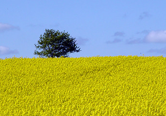 Image showing tree in the rape