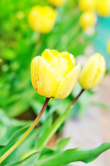 Image showing yellow tulips