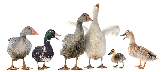 Image showing gooses and ducks