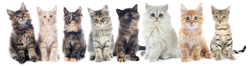 Image showing group of kitten