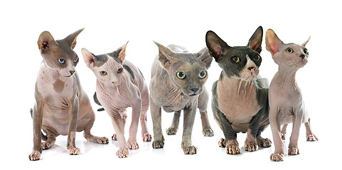 Image showing Sphynx Hairless Cats