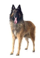 Image showing belgian shepherd tervueren