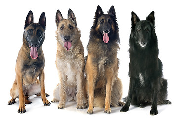 Image showing four belgian shepherds