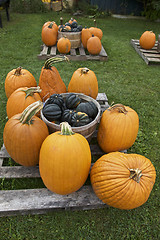 Image showing Pumpkin, Fall