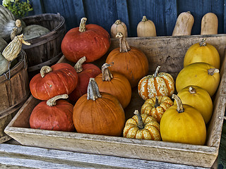 Image showing Range of Pumpkins