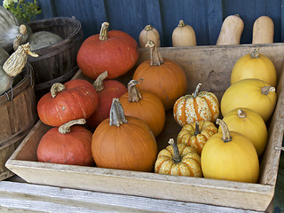 Image showing Range of Pumpkins