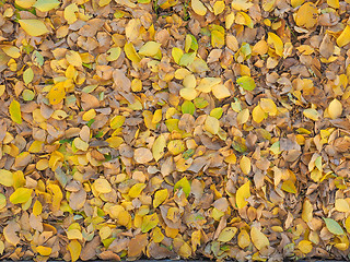 Image showing Autumn leaves background