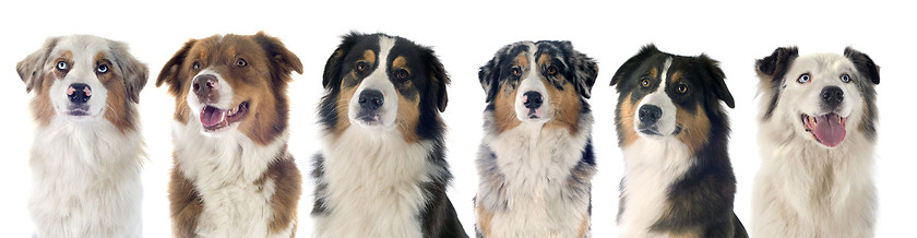 Image showing australian shepherd