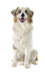 Image showing australian shepherd