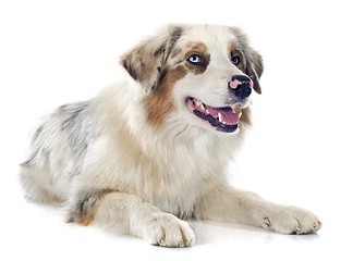 Image showing australian shepherd