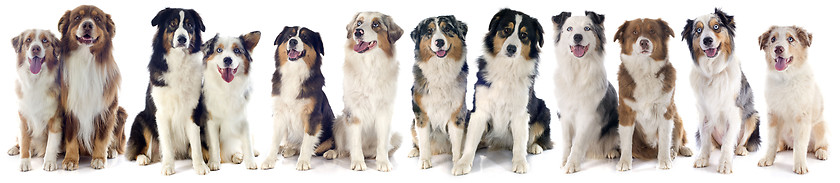 Image showing australian shepherds