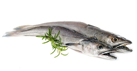 Image showing European hake