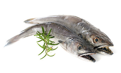 Image showing European hake