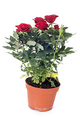 Image showing rose tree