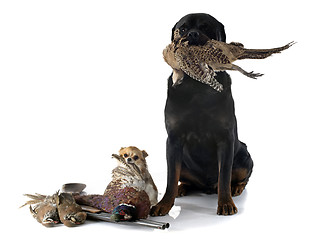 Image showing hunting dogs 