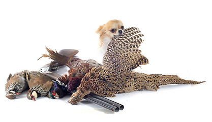 Image showing hunting dog