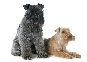 Image showing kerry blue  and lakeland terrier