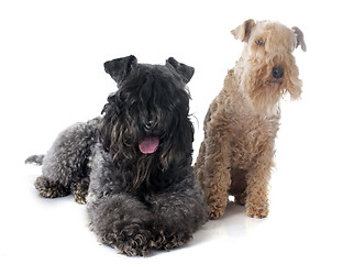 Image showing kerry blue  and lakeland terrier