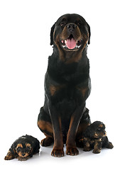 Image showing rottweiler and puppies