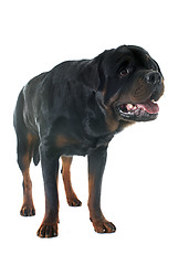 Image showing rottweiler