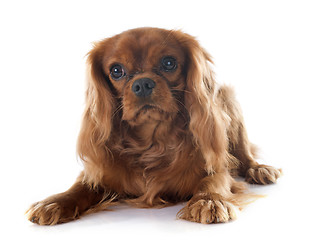 Image showing cavalier king charles