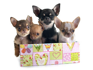 Image showing puppies chihuahua