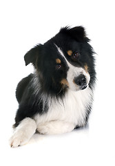 Image showing australian shepherd