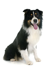 Image showing australian shepherd