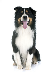 Image showing australian shepherd