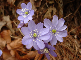 Image showing flowers