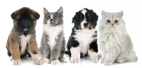 Image showing puppies and kitten