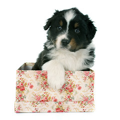 Image showing puppy australian shepherd