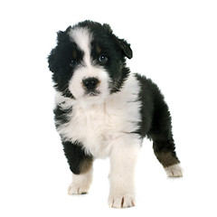 Image showing puppy australian shepherd