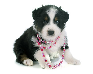 Image showing puppy australian shepherd