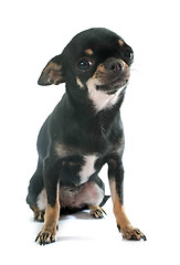 Image showing chihuahua